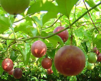 百香果、西番蓮加工生產(chǎn)線