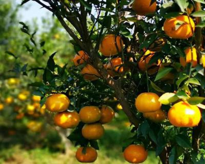 新會柑果球加工生產(chǎn)線